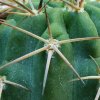 Acanthocalycium_ ferrarii _03